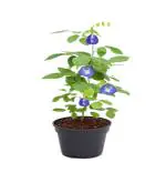 STUDIO SEED Aparajita/Shankupushpam/Blue Butterfly Pea Flower Plant (Asian pigeonwings)
