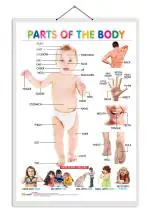 GO WOO Parts of the Body Educational Poster for Preschool Kids Classroom Study | Chart for Kids