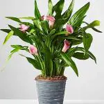 EverSneh Live Pink Flower Peace Lily Indoor Plants for Living Room | Live Plants Pot