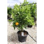 Cloud Farm Healthy Bonsai Chinese Orange Plant Great For Indoor Decoration (1-1.5 Ft Size) CF_1750