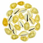 PUSPANJALI HERBALS Kodi Shell Pack of 11 Cowrie Shells - Pili Kodi Original for Diwali Pooja Decoration - Kaudi Shells for Craft (11 Piece)