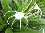 Odiplantz Spider lily Live Plant