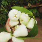 Cloud Farm Hybrid Java Rose Apple Java Plum Plant - 200 mm CF2078