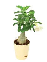 UGAOO Adenium Natural Live Indoor Plant With Pot (Medium)