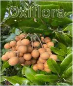 Oxiflora Longan fruit plant grafted || grafted plant for longan fruit || pack of 1