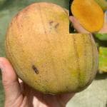 Cloud Farm Julie Mango Plant Grafted Plant Height 2-3 Feet) Dwarf Mango Plant Fruit After 2-3 Years Hybrid Mango Tree Healthy Frout Plant For Home Garden Julie Mango Fruit Plant CF_N_63