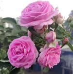 Platone Rose PlantGulab PlantDeshi Golab/Pink Rose Live Plant[V-5]