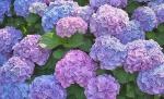 Cloud Farm Hybrid Pennymac Hydrangea Plant - 200 mm CF_O480