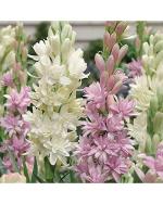 Afflorance Rajnigandha Tuberose Bulbs