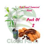 Cloud Farm Healthy Tamarind Thai Sweet Variety Imli Fruit Grafted Healthy Plant (1-1.5 Ft Size) Pack of 2 Healthy Plant SCF_09