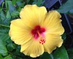 Plantzoin Chinese hibiscus Gurhal Hibiscus rosa-sinensis Mandara (Yellow) Live Plant
