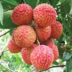 Cloud Farm Air Layered Hybrid Kasba Litchi Plant Healthy Plant [CF3044111]