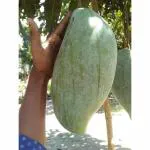 Cloud Farm Mango Brunei King 4KG Variety Grafted Aam Fruit Healthy Plants & Tree(1.5-2 Ft Size) CF_1033