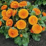 Flora Seeds Premium Calendula Hybrid Seeds | Calendula Mixed Color High Germination Seeds | Calendula Flower Seeds For Home and Garden (Pack of 50 Seeds)