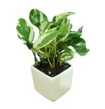 N'Joy Money Plant in White Square Ceramic Pot