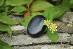 Jet International Russian Shungite Worry Stone - 1.5 to 1.8 inch