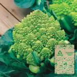 Optimal Seeds Romanesco Broccoli Vegetable Seeds (50 Nos)