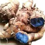 Xetomos Fresh Black Turmeric Kali Haldi Curcuma caesia Germinating 1 kg for Plantation