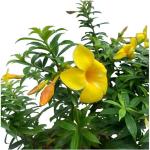Earth Angels Thunberjia PlantAlamunda PlantGolgen Trempet flower