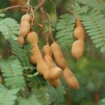 Cloud Farm Hybrid Thai Sweet Tamarind Plant - 200 mm CF63