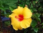 Cloud Farm Hybrid Chinese Hibiscus Plant - 200 mm