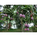 Exotica Orchids Shan-e-Khuda Mango Plant-Grafted
