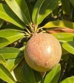 Cloud Farm Hybrid Grafted Chiku Healthy Plant [CF82]