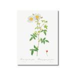 Tamatina Multicolor Rosa Bifera Officinalis From Les Roses Pierre Joseph Canvas Painting-48X36 Inch