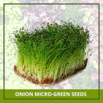 Farmgokart 200 Nos of ONION Microgreen Seeds | Best Suitable For Terrace And Home Gardening-