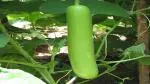 PLATONE Bottle Gourd (Dhari Loki) Hybrid Vegetables(Pack Of1 packet plant seed)