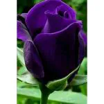 Cloud Farm Grafted Rose Flower Plant Purple Violet Rose Healthy Plant(Pack Of 1),CF_R4