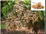 ONLINE PLANT BAZAR DRAGON EYE LONGAN FRUIT PLANT(PACK OF-1)