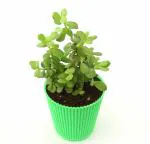 India Gardening Jade Plant (Mini), Dwarf Jade in Beautiful Pot