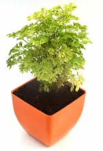 India Gardening Aralia Golden Live Plant Air Purifying plant in Plastic Pot