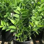 Cloud Farm Hybrid Devils Backbone Succulent Plant - 250 mm CF10