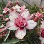 M-Tech Gardens Live Rare Adenium Desert Rose Seedling Plant - Variety: ADM112
