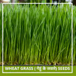 Farmgokart | 10 gms Seed Pack of WHEAT GRASS SEEDS | Best Suitable For Terrace And Home Gardening