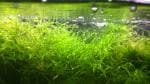 Maalavya Green Live Aquarium Aquatic Plant Java Moos Loose Bunch - 500 G