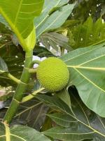 Cloud Farm Hybrid and Rare Dwarf Artocarpus Altilis Breadfruit Plant - 200 mm CF32