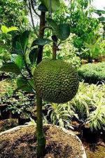 Cloud Farm Hybrid Kun Wichan Jackfruit Plant - 200 mm CF_O111