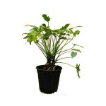 Hug A Plant Philodendron Xanadu Green (Thaumatophyllum xanadu)- Live Plant (Home & Garden)