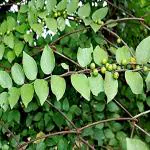 Kapebonavista Makora Makai Makkay Makai Jackal Jujube Ziziphus Oenoplia Living Plant in Poly Bag
