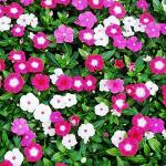 PARYAVARAAN Vinca Flower Seeds For Garden pack of 50 seeds