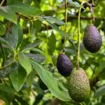 Green line Avocado Lamb Hass variety Self Pollinating Butter Fruit Grafted Live Plants & Tree
