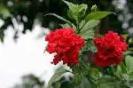 Cloud Farm Hybrid Double Red Hibiscus Plant - 200 mm