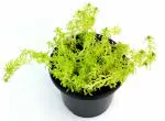 India Gardening Golden Sedum/ Golden Moss/ Golden Glow Live Plant