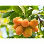 Cloud Farm All Time Thai Mango Healthy Plant, Hybrid Grafted Plant 