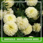 Farmgokart 30 Seed Pack Of MARIGOLD - WHITE Flower Seeds