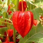 Nema Physalis Peruviana Tree Seeds-Red-50Pcs