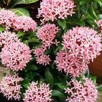 ONLINE PLANT BAZAR IXORA/RANGAN PINK FLOWER PLANT(PACK OF-1)